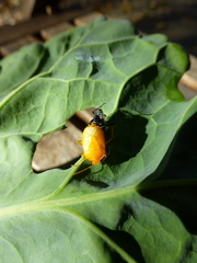 Eurydema
