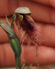 Calochilus gracillimus