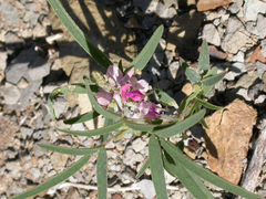 Indigofera charlieriana