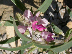 Indigofera charlieriana