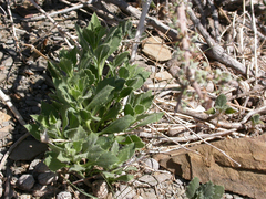 Osteospermum microcarpum