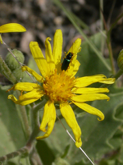 Osteospermum microcarpum