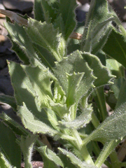 Osteospermum microcarpum