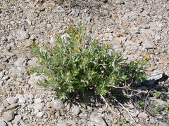 Osteospermum microcarpum