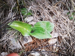 Himantoglossum robertianum