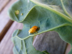 Eurydema