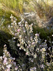 Erica eriocephala