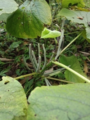 Piper umbellatum
