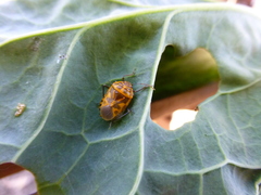 Eurydema