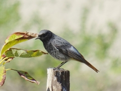 Phoenicurus ochruros