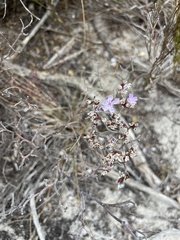 Limonium scabrum