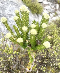 Phylica imberbis