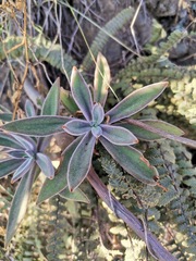 Echeveria coccinea
