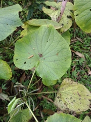 Piper umbellatum