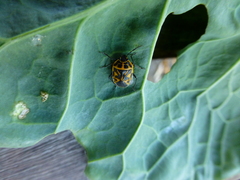 Eurydema