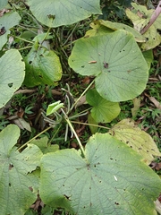 Piper umbellatum