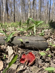 Sarcoscypha austriaca