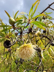 Protea caffra falcata