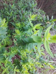 Hypericum canariense