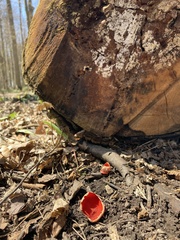 Sarcoscypha austriaca