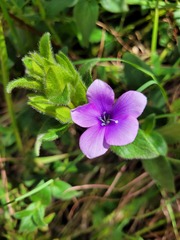 Barleria ovata