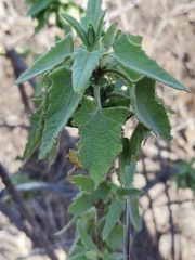 Montanoa tomentosa