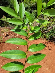 Sclerocroton integerrimus