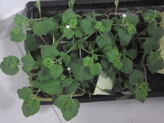 Nicotiana benthamiana