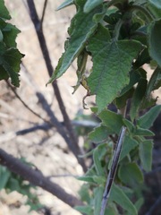 Montanoa tomentosa