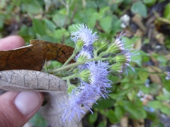 Ageratum houstonianum