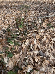 Euonymus americanus