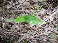 Himantoglossum robertianum