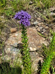 Tetraselago longituba