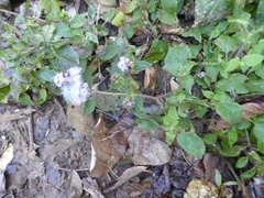 Ageratum houstonianum