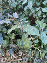 Elaeagnus pungens