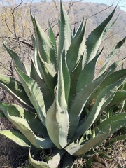 Agave salmiana