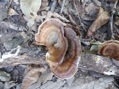 Microporus xanthopus