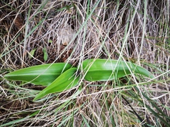 Himantoglossum robertianum