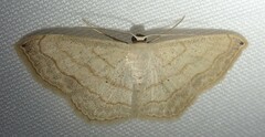 Scopula umbilicata