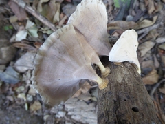 Microporus xanthopus