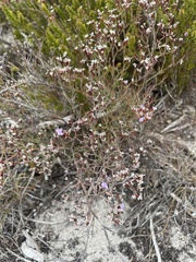 Limonium scabrum
