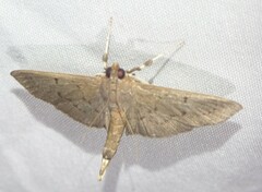 Phostria