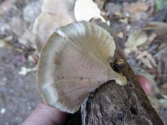 Microporus xanthopus