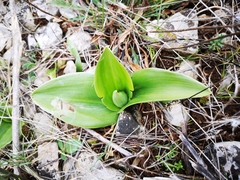 Himantoglossum robertianum
