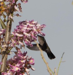 Orthorhyncus cristatus