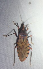 Panstrongylus geniculatus