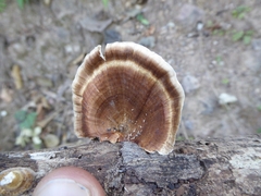 Microporus xanthopus