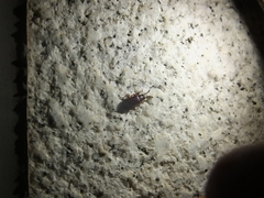 Luprops orientalis