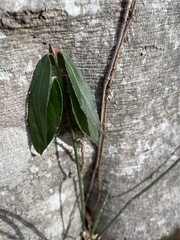 Euonymus americanus