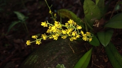 Trichocentrum